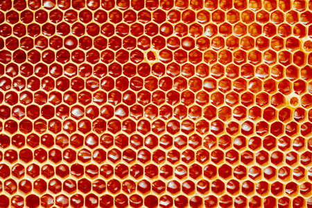 Background texture and pattern of a section of wax honeycomb from a bee hive filled with golden...