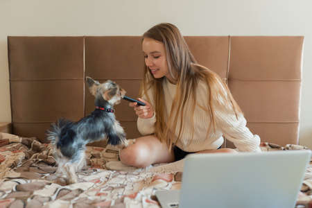 Young woman playing with dog on weekend day at home. Happy yorkshire terrier puppyの写真素材