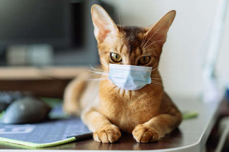 Portrait of a ginger cat. The cat in the medical face mask.