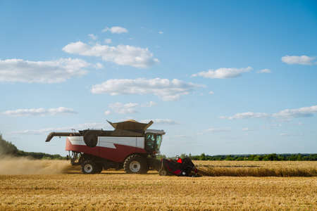 Combine harvester harvests ripe wheat. Ripe ears of gold field on the sunset cloudy orange sky background. . Concept of a rich harvest. Agriculture imageの写真素材