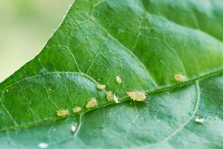 small aphid on a green leaf in the open airの写真素材
