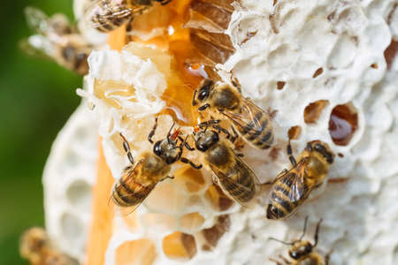 Macro slow motion video of working bees on a honeycomb. Beekeeping and honey production image