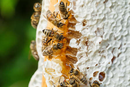 Macro slow motion video of working bees on a honeycomb. Beekeeping and honey production image