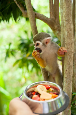A common squirrel monkey playing in the trees. Tourists feed fruit to monkeys in a park with...