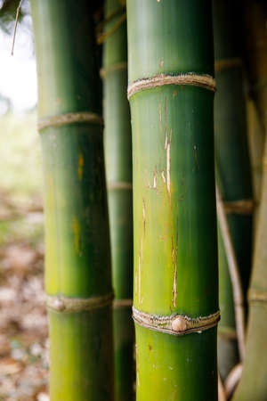 Background texture thickets of bamboo treesの写真素材