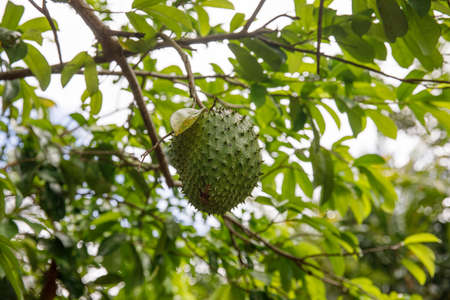Soursop, Graviola, Guanabana. Latin America Dominican Republic exotic medicinal fruits.の写真素材