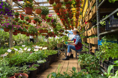 Woman gardener in hat and gloves works with flowers in the greenhouse.の写真素材
