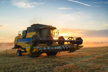 Combine harvester harvests ripe wheat. Ripe ears of gold field on the sunset cloudy orange sky background. . Concept of a rich harvest. Agriculture imageの写真素材
