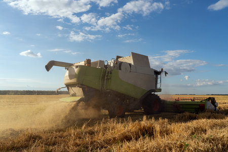 Combine harvester harvest rice wheat on a farm. Image of agriculture.