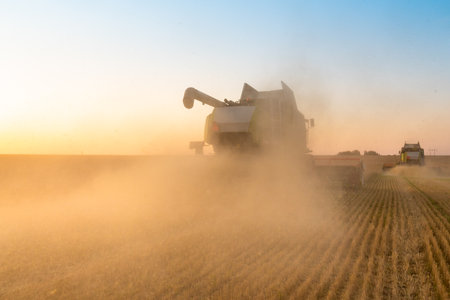The combine harvester removes ripe wheat. Agricultural work, harvesting grain in the field.