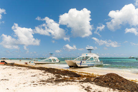 07.24.2022. Dominican Republic Bavaro Punta cana provinces La Altagracia. Seaweed on the beach. Algae sargassum. Caribbean ecological problem.のeditorial素材