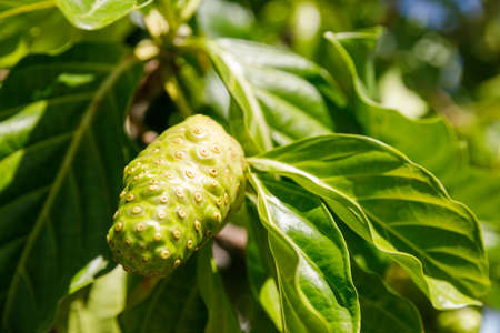 Noni tree, Morinda citrifolia. A medicinal fruit with unique properties.