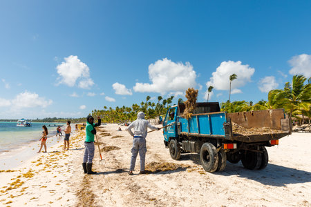 07.24.2022. Dominican Republic Bavaro Punta cana provinces La Altagracia. Seaweed on the beach. Algae sargassum. Caribbean ecological problem.のeditorial素材