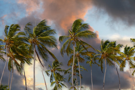 Coconut palm trees against sunset sky and pink clouds. Tropical jungle forest, panoramic nature banner. Idyllic natural landscape, looking up, low point of view.の写真素材