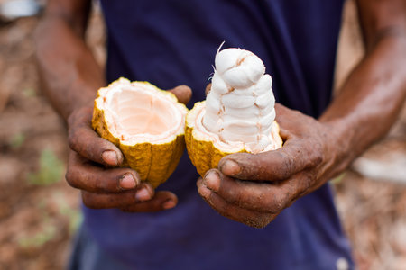 Cocoa beans in the hands of a farmer on the background of bags.の写真素材