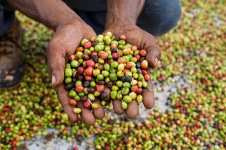 Fresh coffee beans in the hands of a farmer.の写真素材