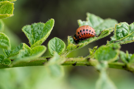 Colorado potato beetle and red larva crawling and eating potato leaves.