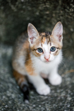 Portrait of a tricolor kitten, he sits and looks up at the camera.の写真素材