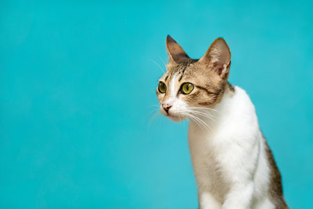 Close-up Portrait of a Cute Cat with Green Eyes on Blue Background