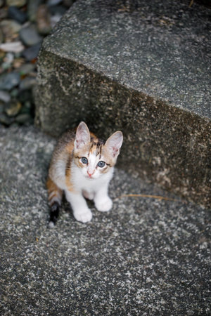 Adorable Stray Kitten Sitting on Concrete Steps Outdoorsの写真素材