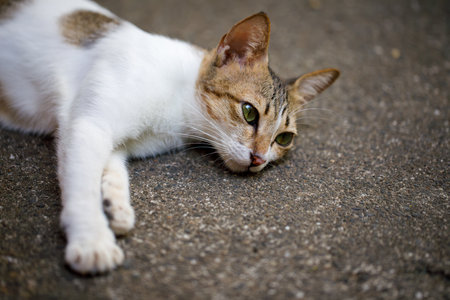 Mother cat lying on concrete surfaceの写真素材
