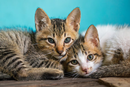 Two kittens cuddling close together