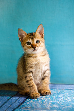 Portrait of a gray striped kitten, he sits and looks at the camera.