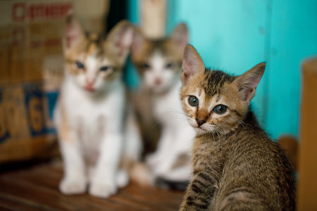 Three kittens near a cardboard shelter, one looking at cameraの写真素材
