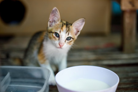 Tricolor Stray Kitten Looking for a Loving Homeの写真素材