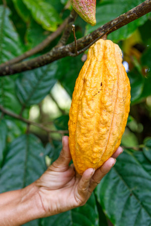 Ripe Cacao Pod Held by Farmer on Tree in Tropical Plantation