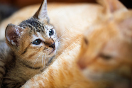 Small kitten snuggling peacefully with its ginger mother, symbolizing safety and loveの写真素材