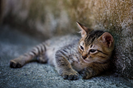 Tabby kitten resting against a concrete wall