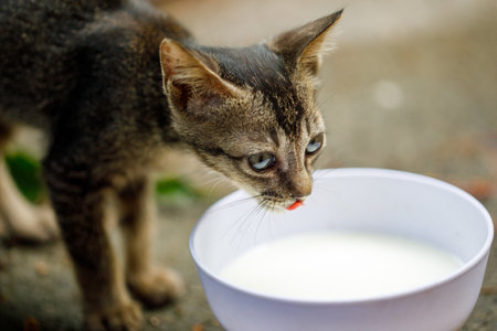 Kitten drinking milk from white bowl outdoorsの写真素材