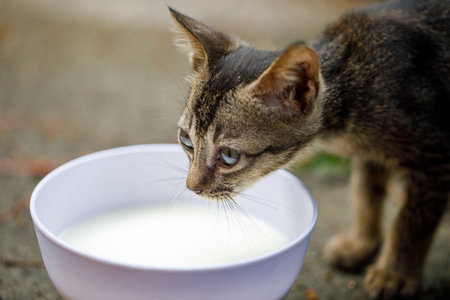 Stray kitten sniffing bowl of milk on urban pavementの写真素材