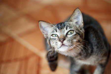Tabby cat scratching itself on tile floor, possible flea or mite infestation, concept for veterinary treatment and antiparasitic shampooの写真素材