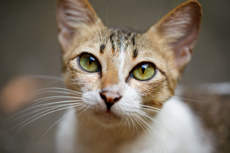 This charming closeup image captures a cat, highlighting its striking and beautiful green eyesの写真素材