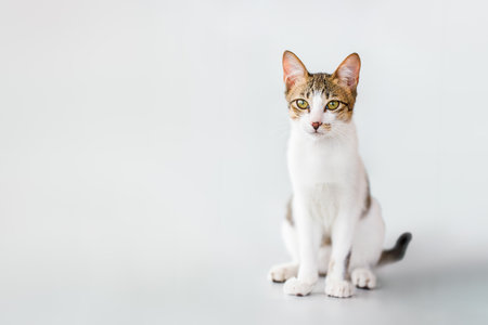 A young tabby and white domestic cat sits on a clean white background. The cat looks directly at the camera with a curious and alert expression. Perfect for themes related to pets, animal lovers, minimalism, or veterinary care.の写真素材