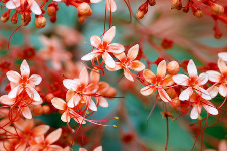 Closeup of Pagoda Flower Clerodendrum paniculatum tropical flowers with soft peach petals and red stamens in natural floral backgroundの写真素材