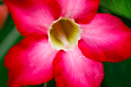 Two desert rose flowers with green leaves in tropical gardenの写真素材