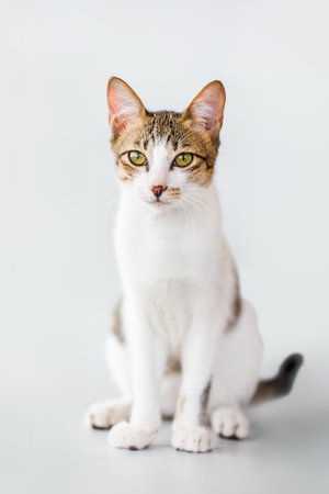 Portrait of a Cute Domestic Cat Sitting on White Backgroundの写真素材