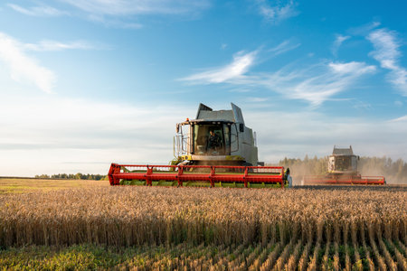 Combine Harvester in Ripe Wheat Field During Sunset Agricultural Grain Harvest Sceneの写真素材