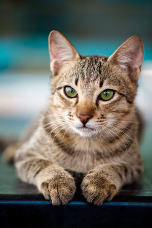 This is a Charming Tabby Cat that has Striking Green Eyes, making it truly captivatingの写真素材