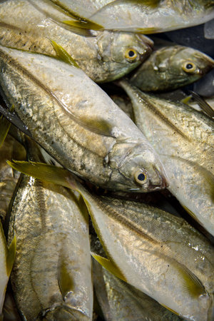 A Vibrant Fresh Fish Display at the Local Market, Showcasing Various Seafood Optionsの写真素材