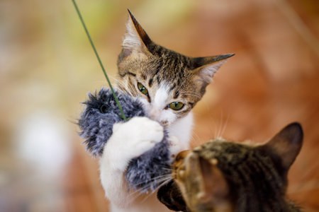 Vertical photo of playful cat holding furry toy while playing with another cat indoors