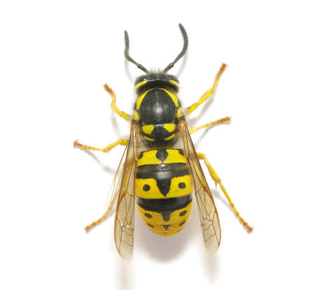 wasp isolated on white background の写真素材