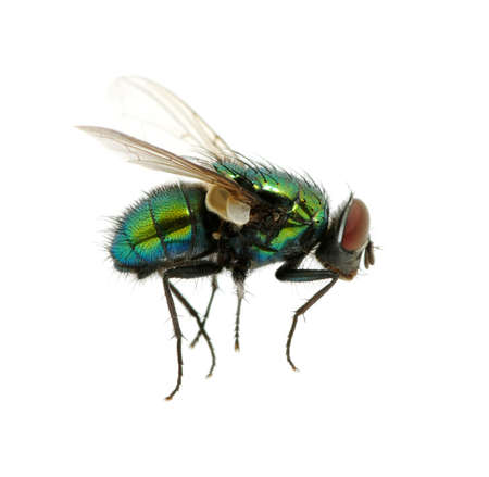 green fly isolated on white の写真素材
