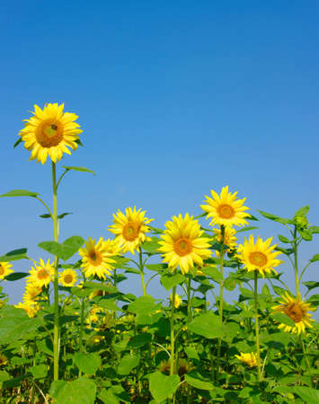sunflowers field on blue sky  の写真素材