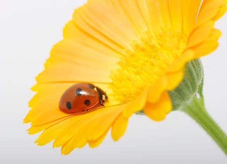  ladybug sits on a flower petalの写真素材
