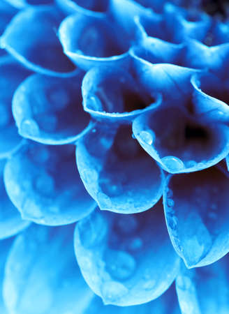 Abstract petals of a flower with dropsの写真素材