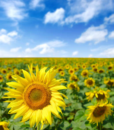 sunflowers field on cloudy blue sky  の写真素材